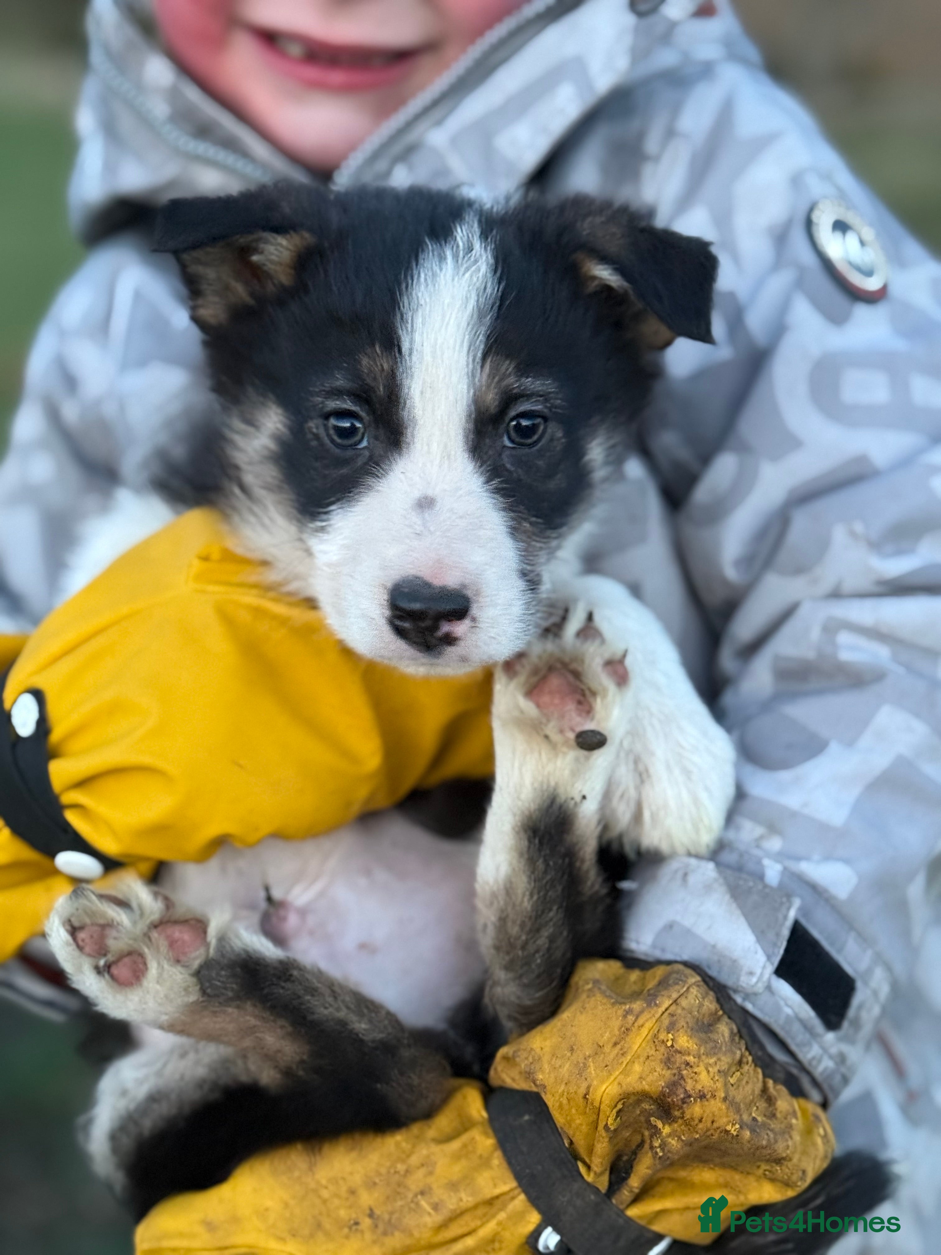 Border Collie dogs Border collie pup - Advert 3