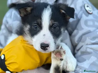 Border Collie dogs Border collie pup - Advert 1