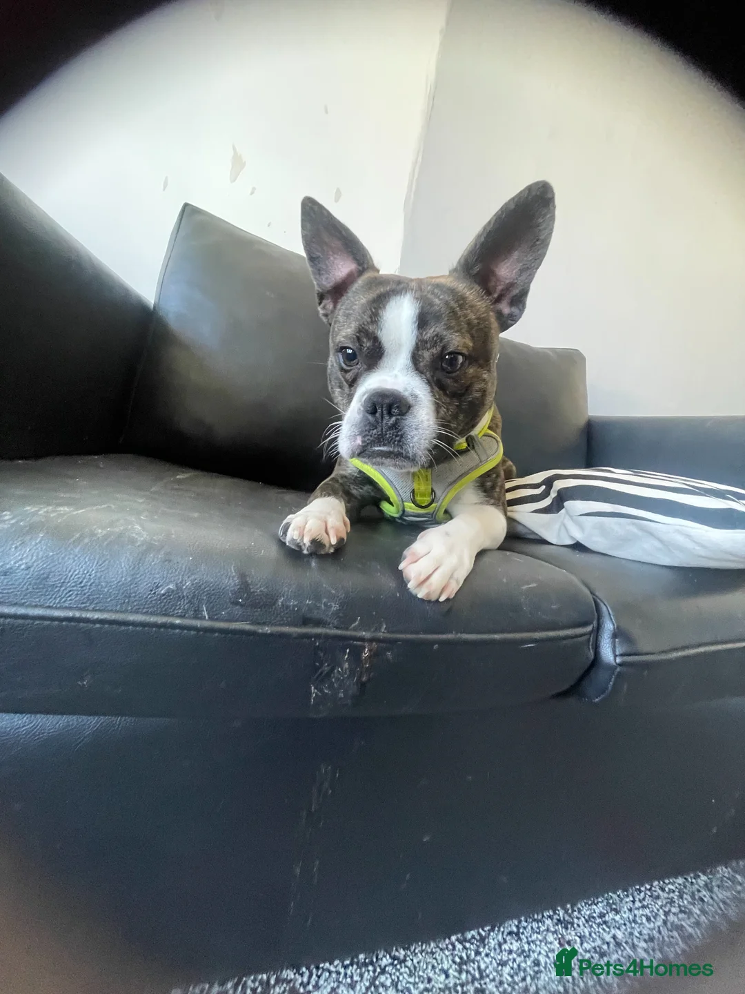 Mixed Breed dogs for sale: Frenchie X Staffordshire Bull Terrier in Glasgow - Advert 2
