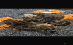 Dachshund dogs for sale: Dachshund boy ready for his new home  - Image 5