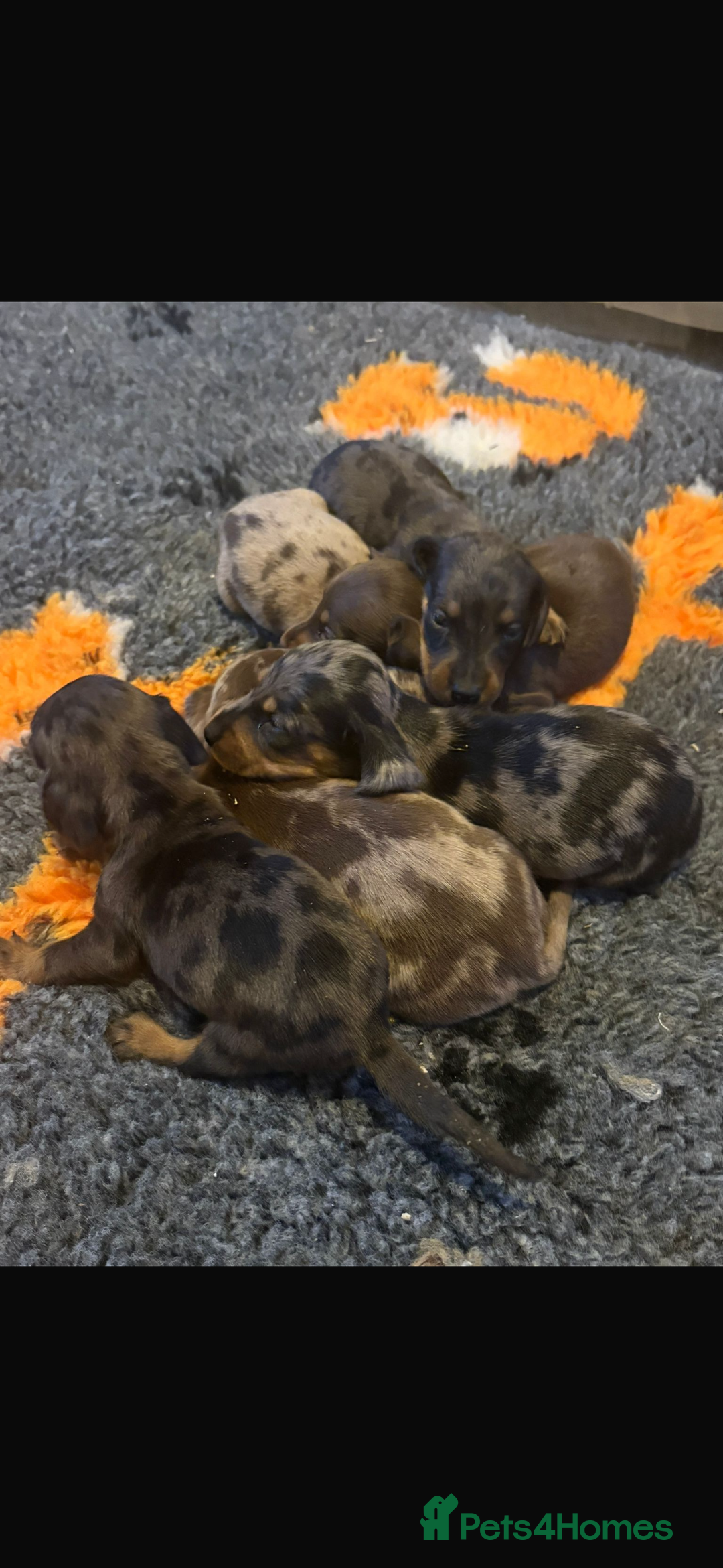 Dachshund dogs for sale: Dachshund boy ready for his new home  - Image 5