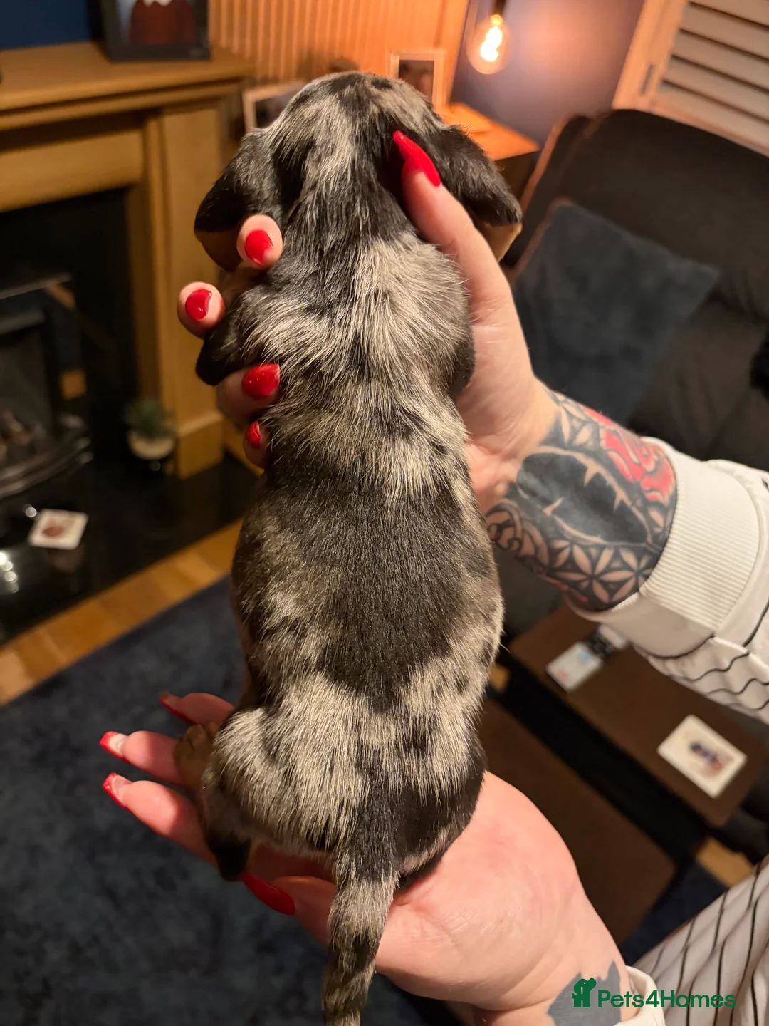 Miniature Dachshund dogs for sale: Miniature long haired Dachshund  - Advert 18