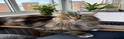 Siberian cats for sale: Siberian Former Show Queen  - Advert 4