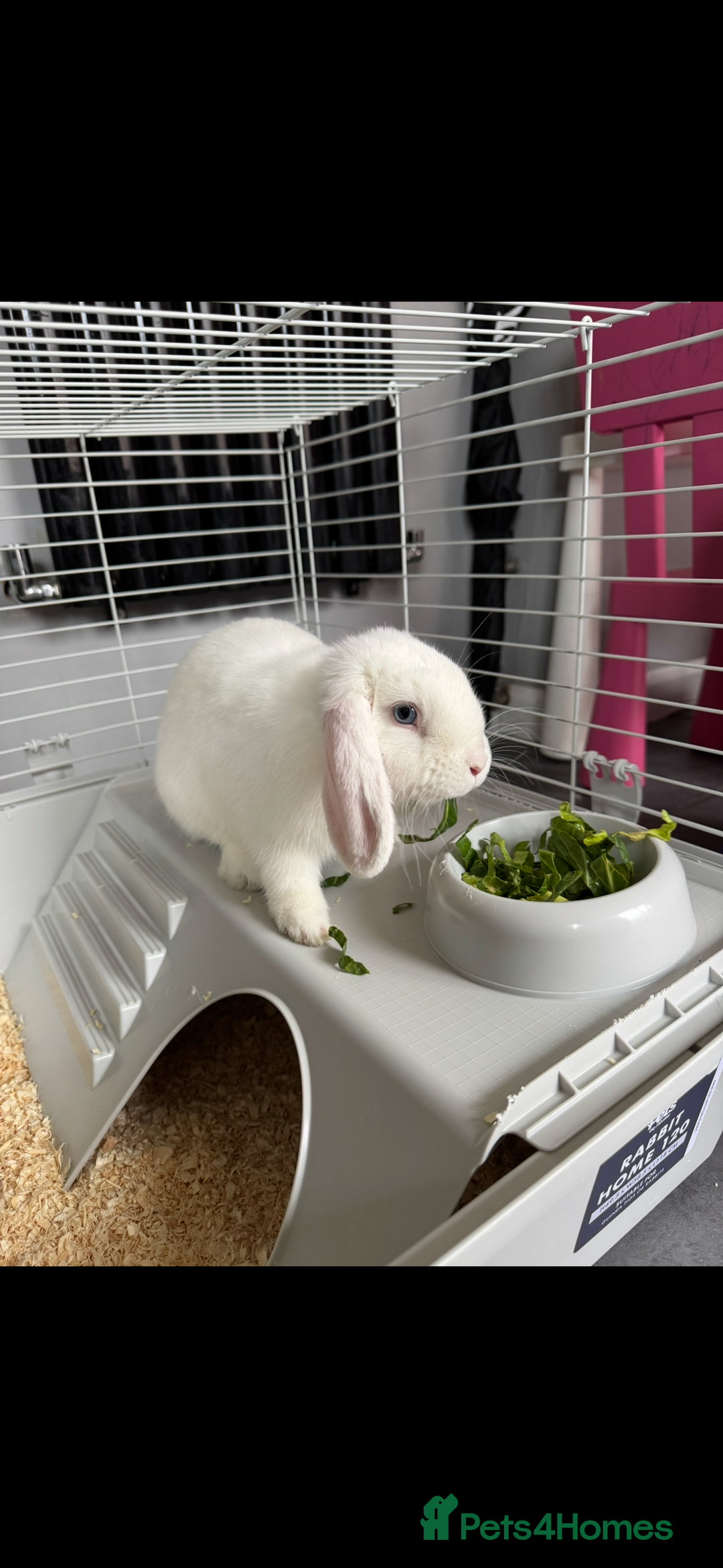 Mixed Breed rabbits for sale: Beautiful rabbit  - Advert 1