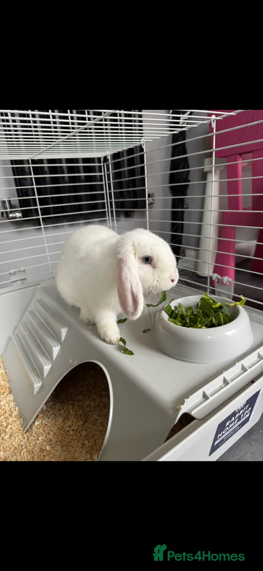 Mixed Breed rabbits for sale: Beautiful rabbit  - Advert 1