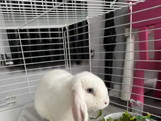 Mixed Breed rabbits Beautiful rabbit - Advert 18