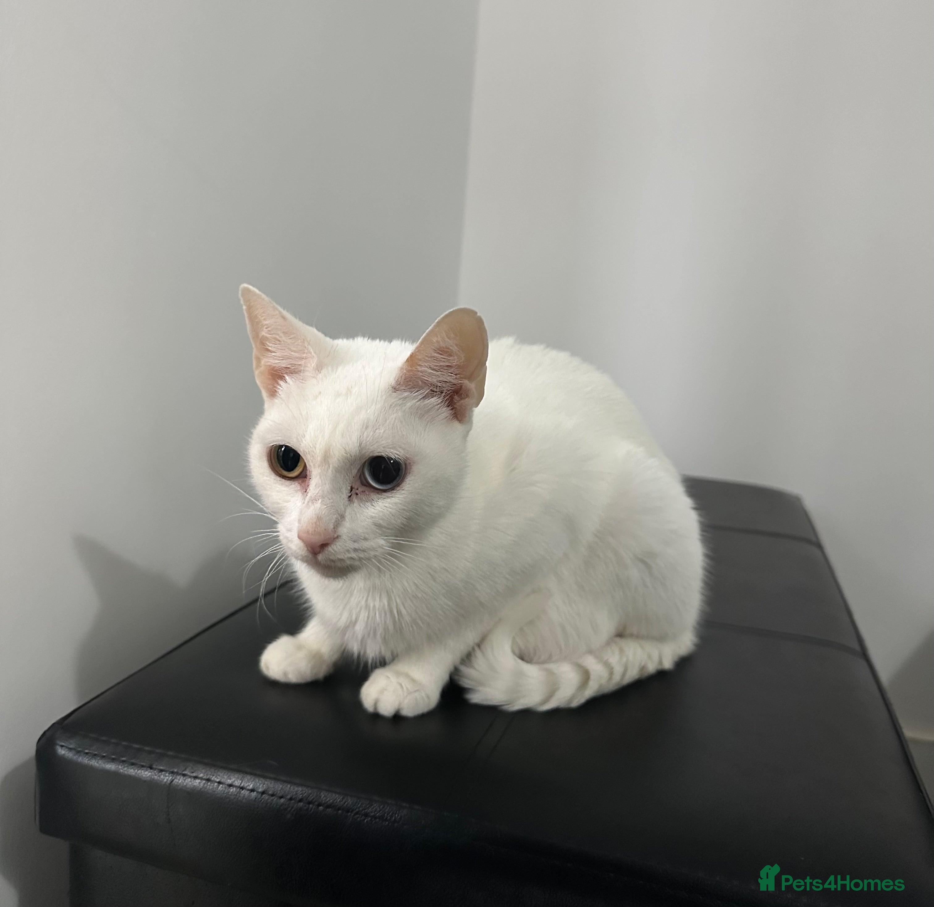 Turkish Angora cats Full white Female🐱 😍 - Advert 2