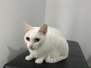 Turkish Angora cats Full white Female🐱 😍 - Advert 2