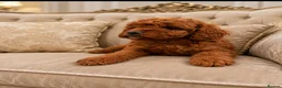 Cavapoo dogs for sale: 2 deep red F1B toy cavapoos. Full dna & health   - Advert 3