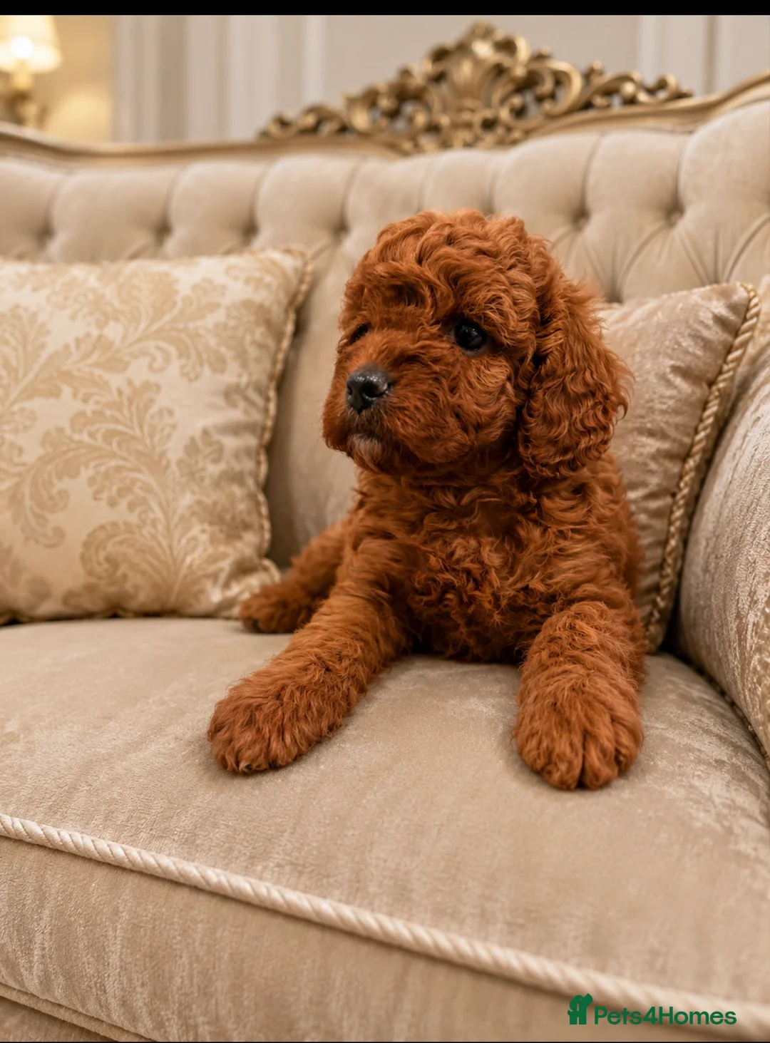 Cavapoo dogs for sale: 2 deep red F1B toy cavapoos. Full dna & health   - Advert 3