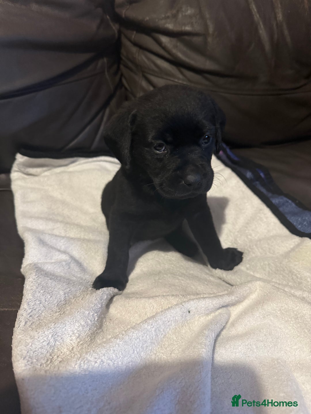 Mixed Breed dogs for sale: Labrotties - Image 12