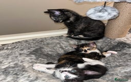 Mixed Breed cats for sale: Beautiful kittens ready for new loving homes  - Advert 32