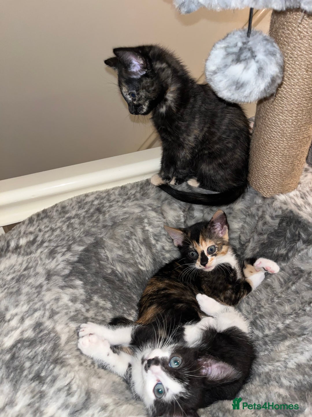 Mixed Breed cats for sale: Beautiful kittens ready for new loving homes  - Advert 32