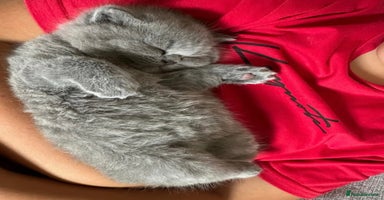 British Shorthair cats - Advert 11