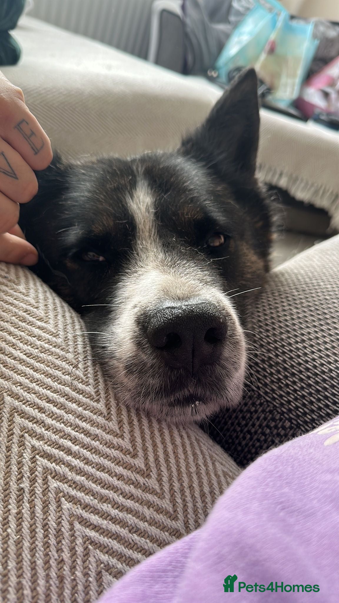 Akita dogs  Lovely 11-Year-Old Dog Looking for a Loving Home - Advert 2