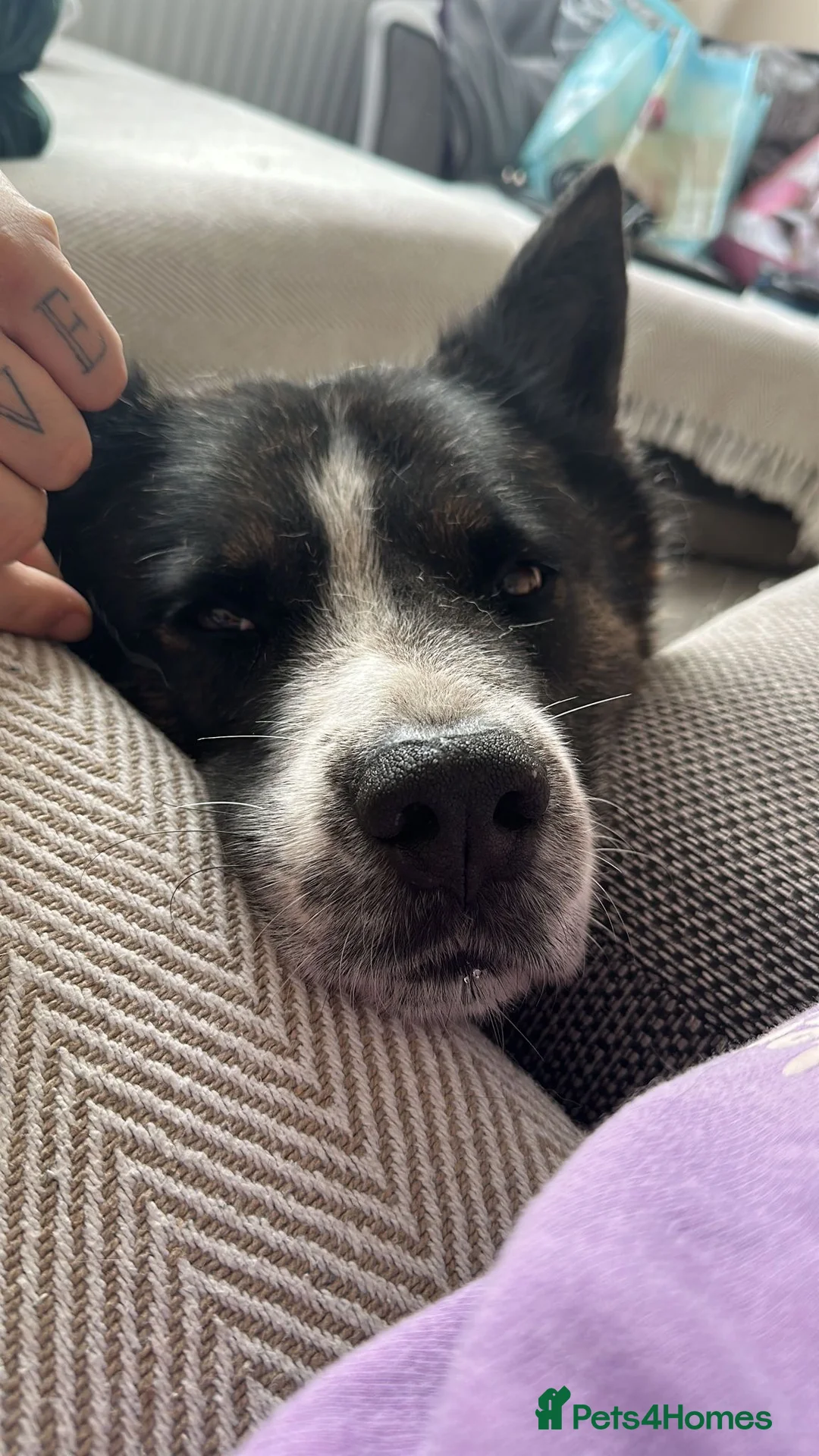 Akita dogs for sale:  Lovely 11-Year-Old Dog Looking for a Loving Home - Advert 1