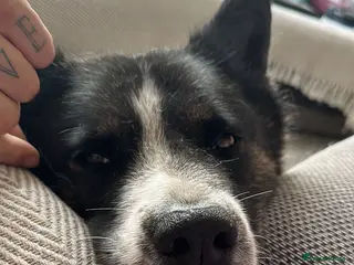 Akita dogs Lovely 11-Year-Old Dog Looking for a Loving Home - Advert 2