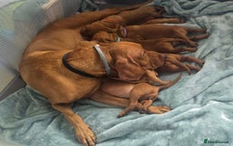 Hungarian Vizsla dogs for sale: Adorable vizsla puppies, exceptional pedigree - Image 18