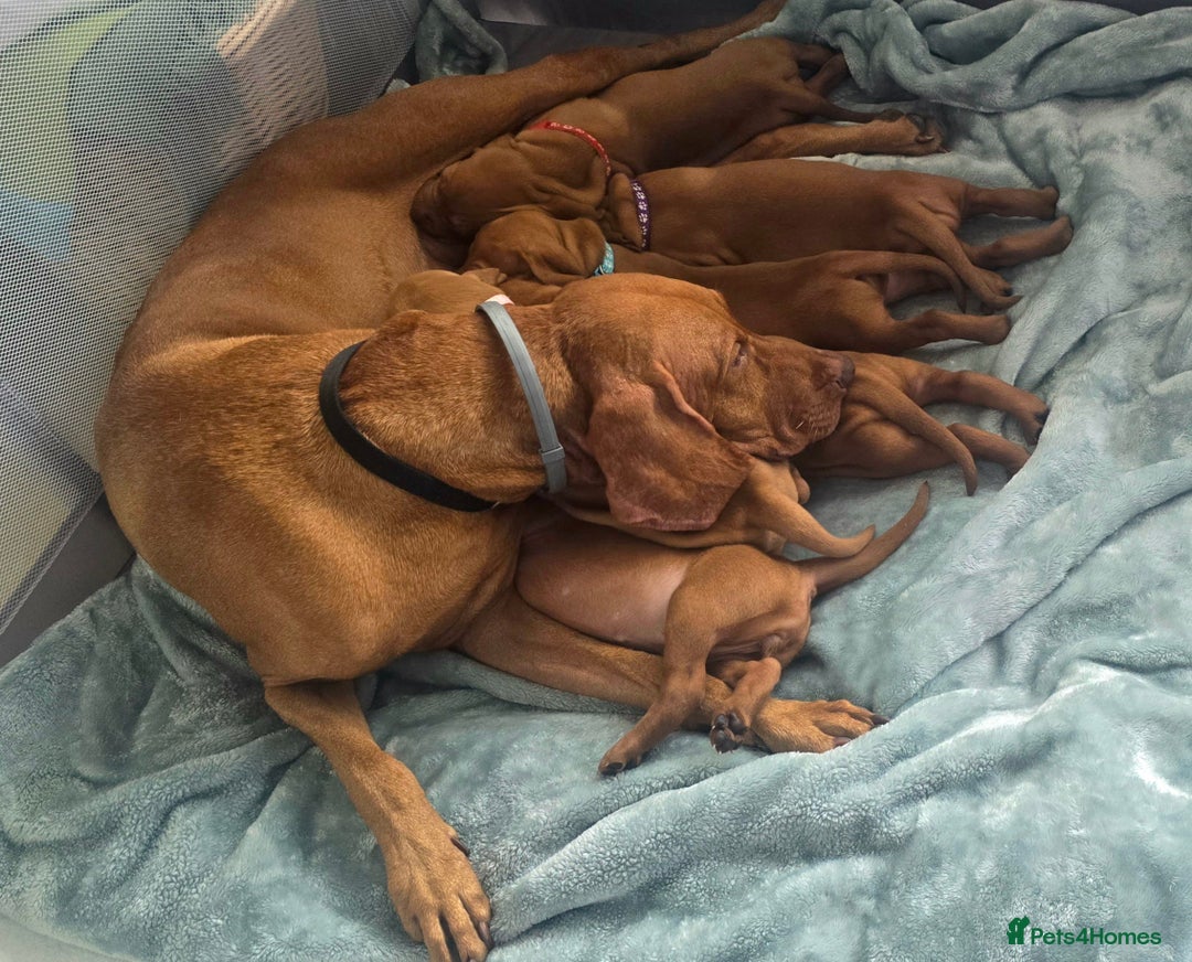 Hungarian Vizsla dogs for sale: Adorable vizsla puppies, exceptional pedigree - Image 18