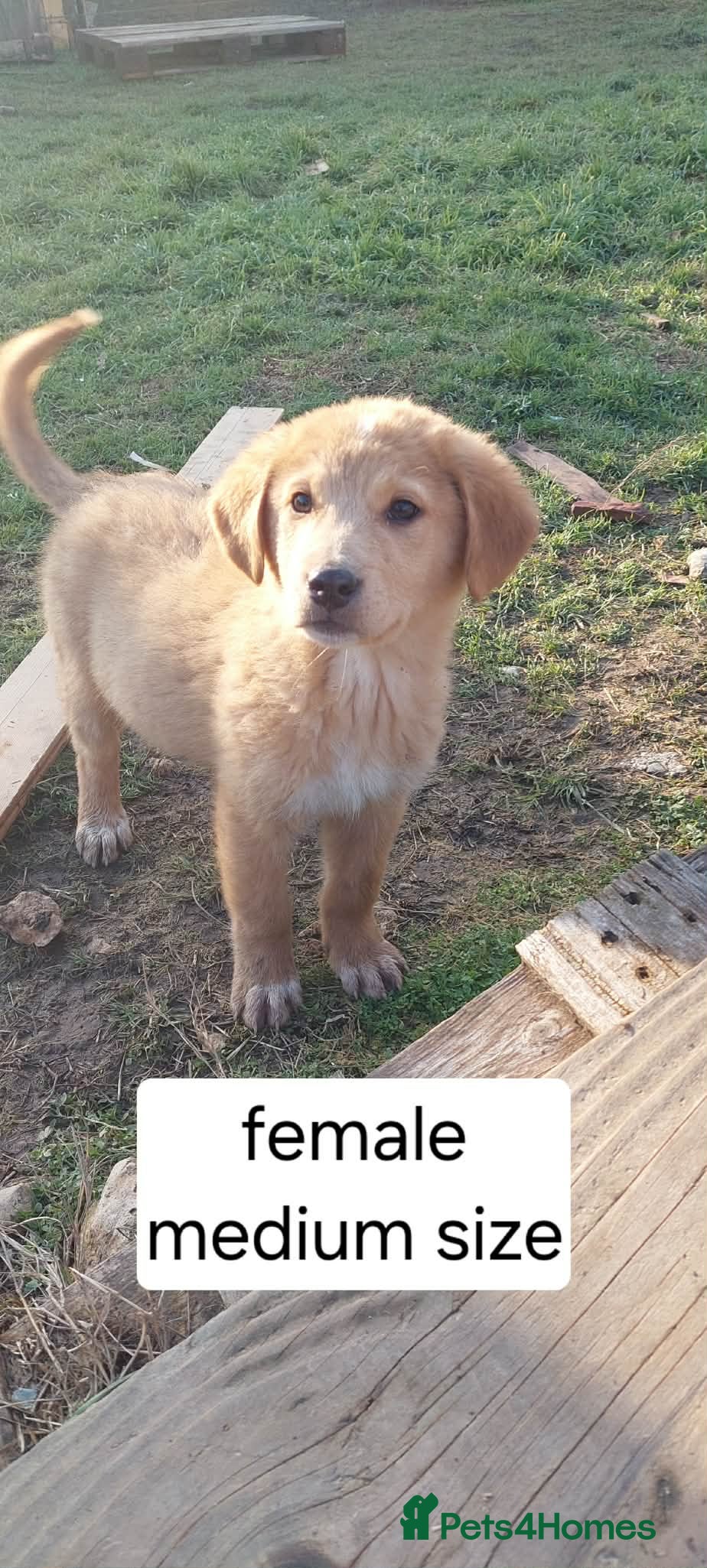 Mixed Breed dogs Puppy 4.5 months Macedonian rescue  - Advert 18