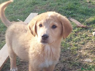Mixed Breed dogs Puppy 4.5 months Macedonian rescue - Advert 18