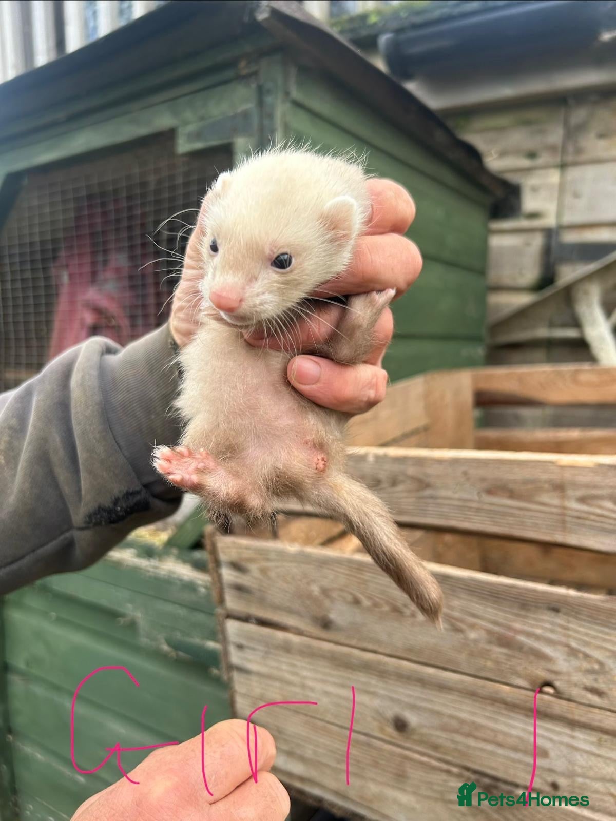 Ferret rodents Baby ferrets for sale  - Advert 1