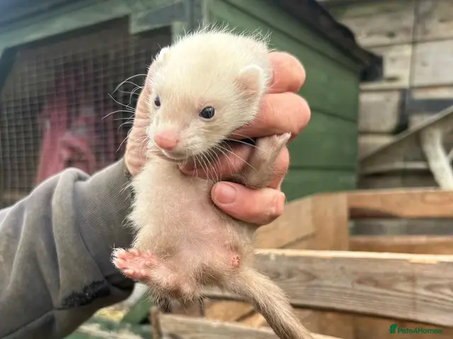 Ferret rodents for sale: Baby ferrets for sale. GIRL 3 LEFT - Advert 1