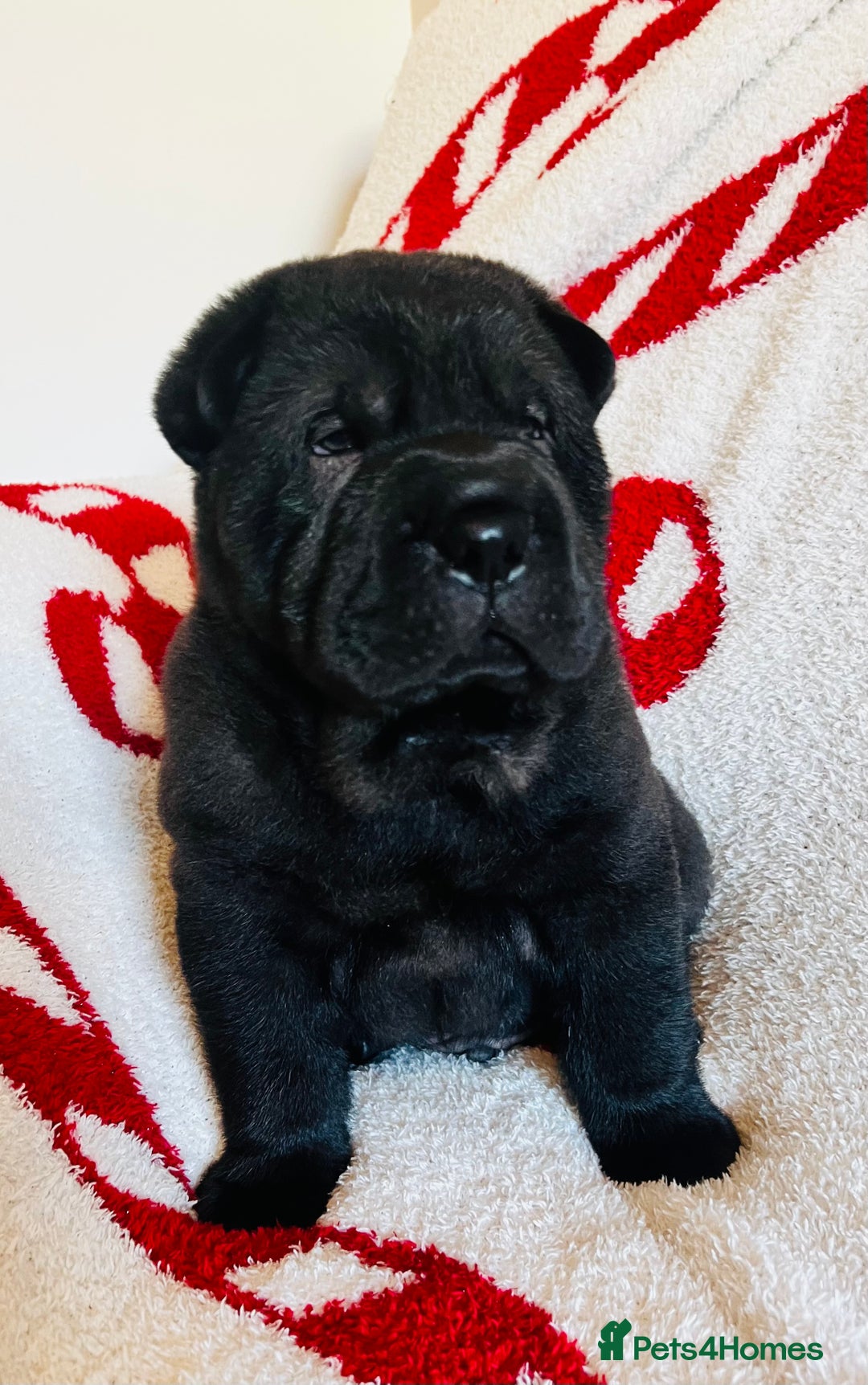 Mixed Breed dogs for sale: ChowPei Pups  - Advert 10