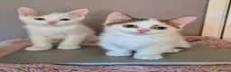 Munchkin cats for sale: Beautiful Munchkin kittens  - Advert 20