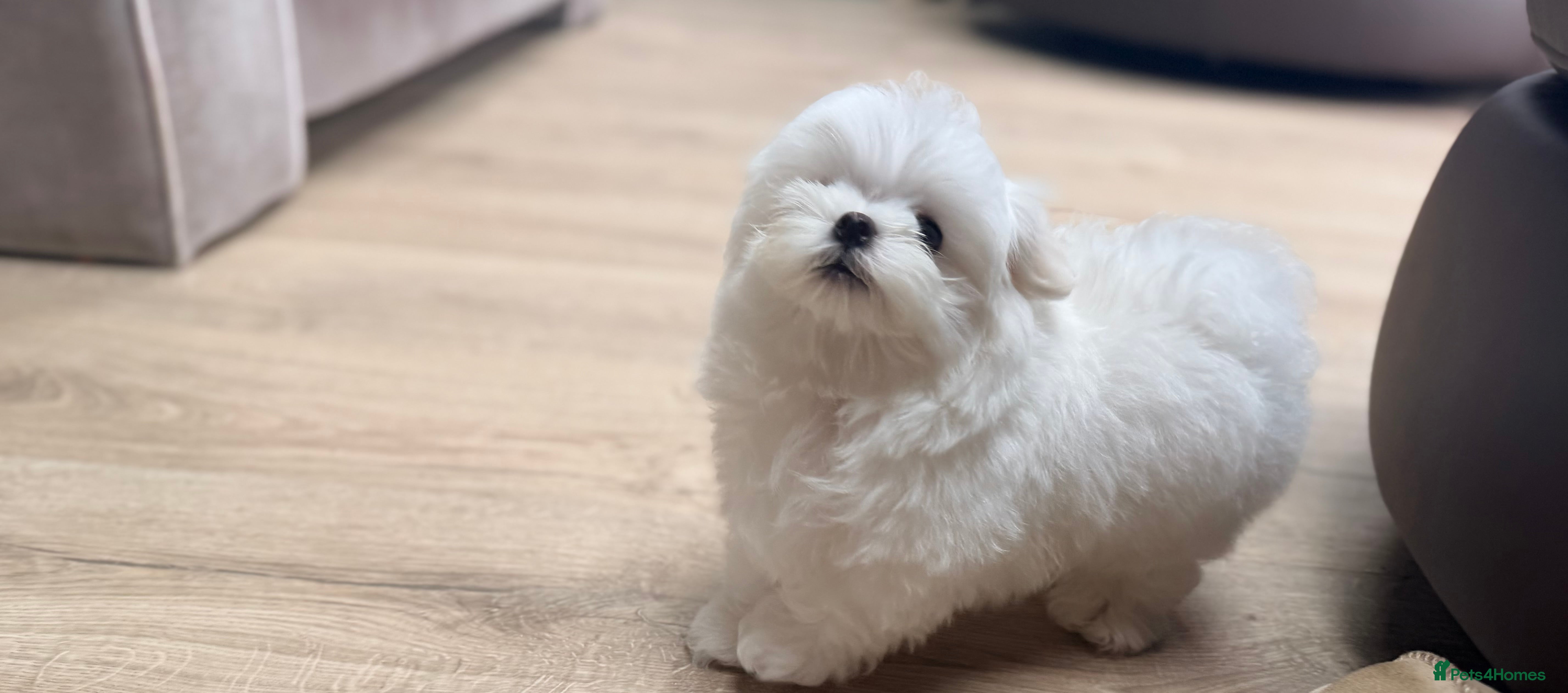 Maltese dogs Ready Now! Full Korean KC Registered little boy.  - Advert 1