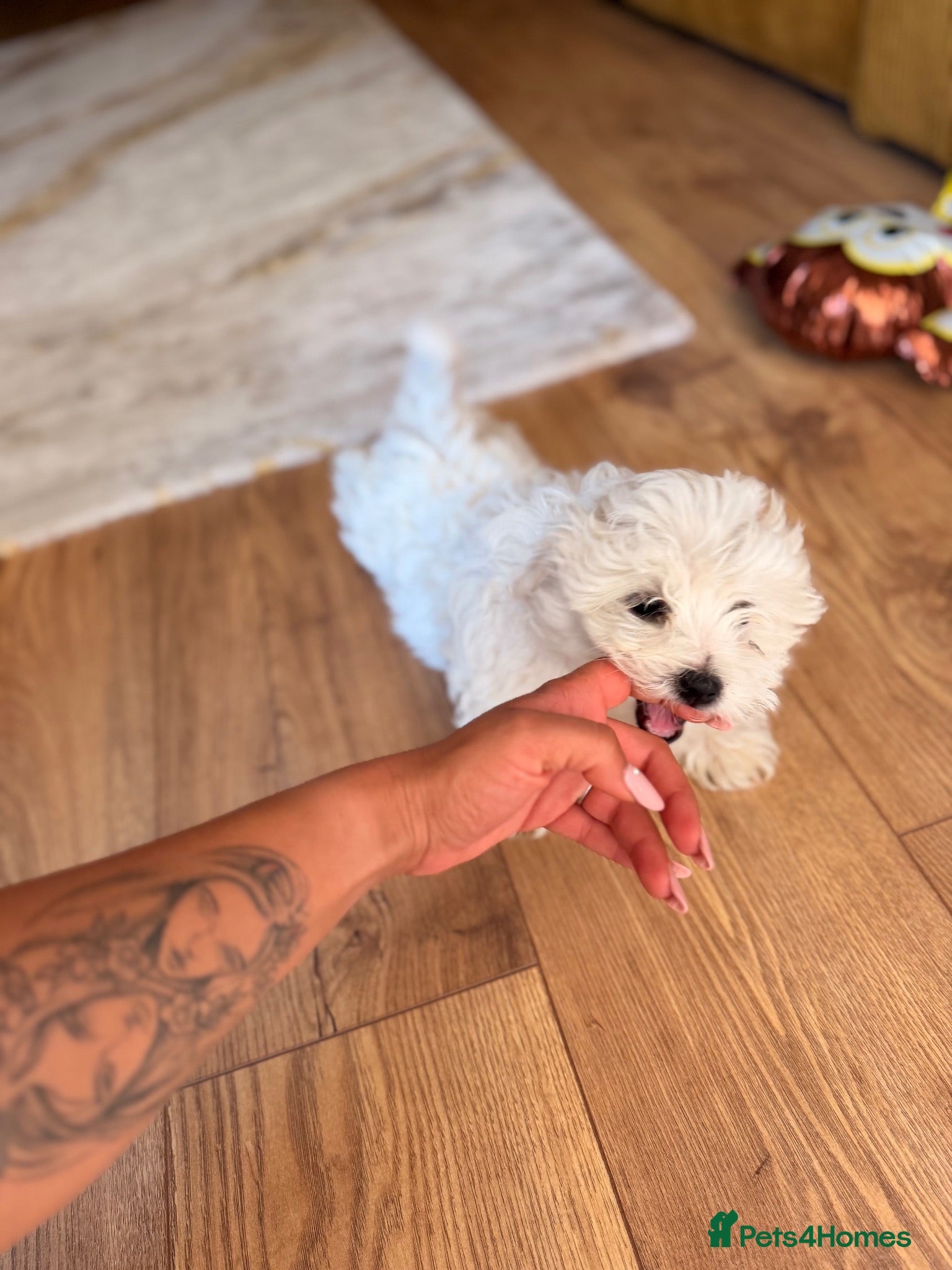 Maltese dogs Maltese puppy for sale - Advert 1