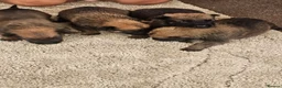 Belgian Shepherd Dog dogs for sale: Outstanding Belgium malinois puppies  - Advert 10