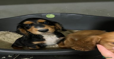 Cocker Spaniel dogs - Advert 2