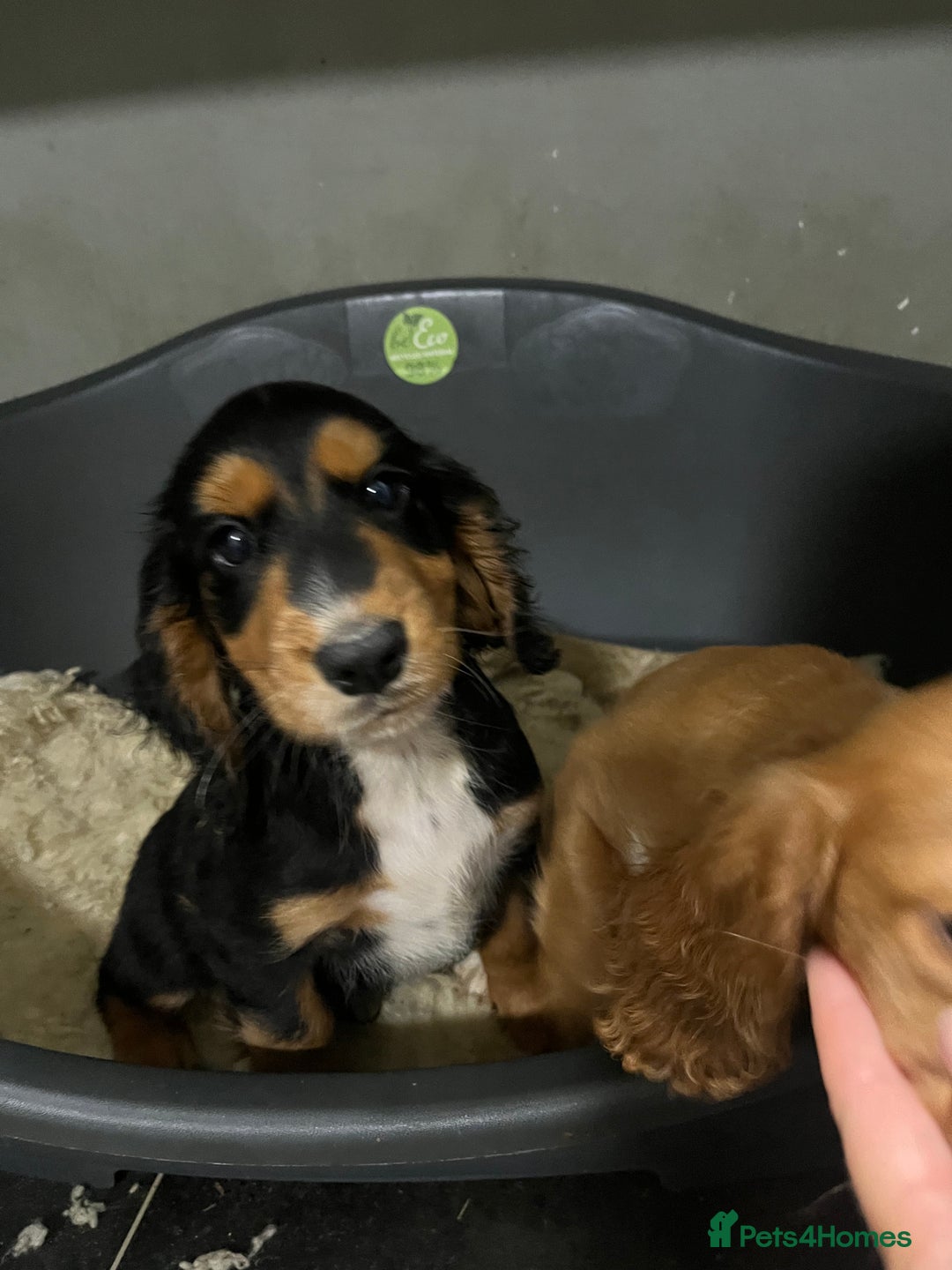 Cocker Spaniel dogs for sale: Working Cocker Spaniel - Image 2