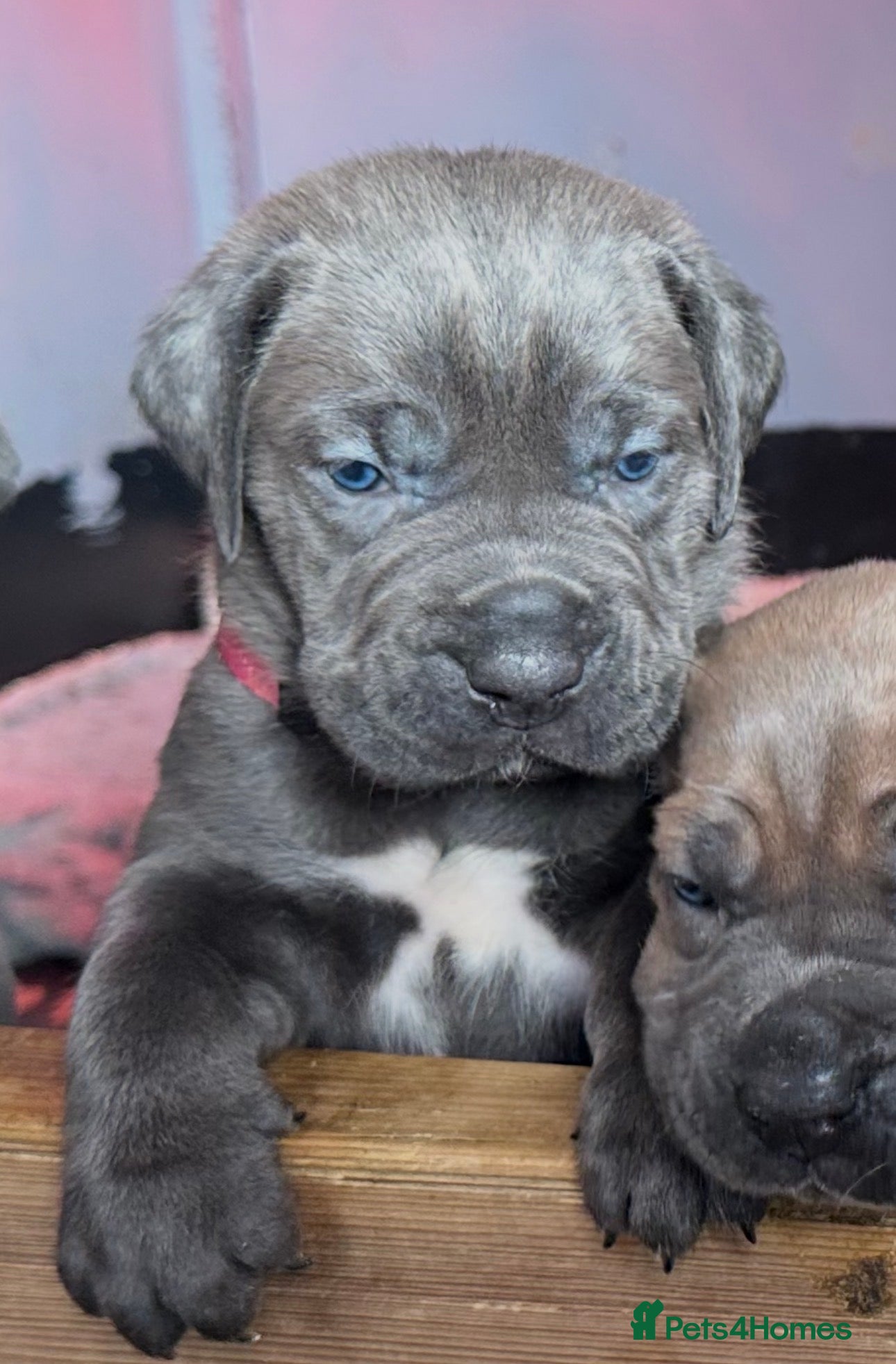 Cane Corso dogs  World Monographic Winner Bloodline puppies - Advert 8