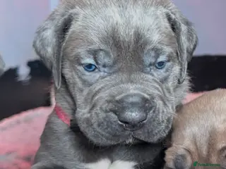 Cane Corso dogs World Monographic Winner Bloodline puppies - Advert 8