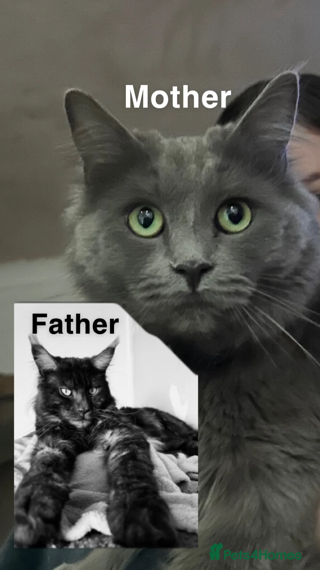 Maine Coon cats for sale: Mainecoon Kittens - Advert 2