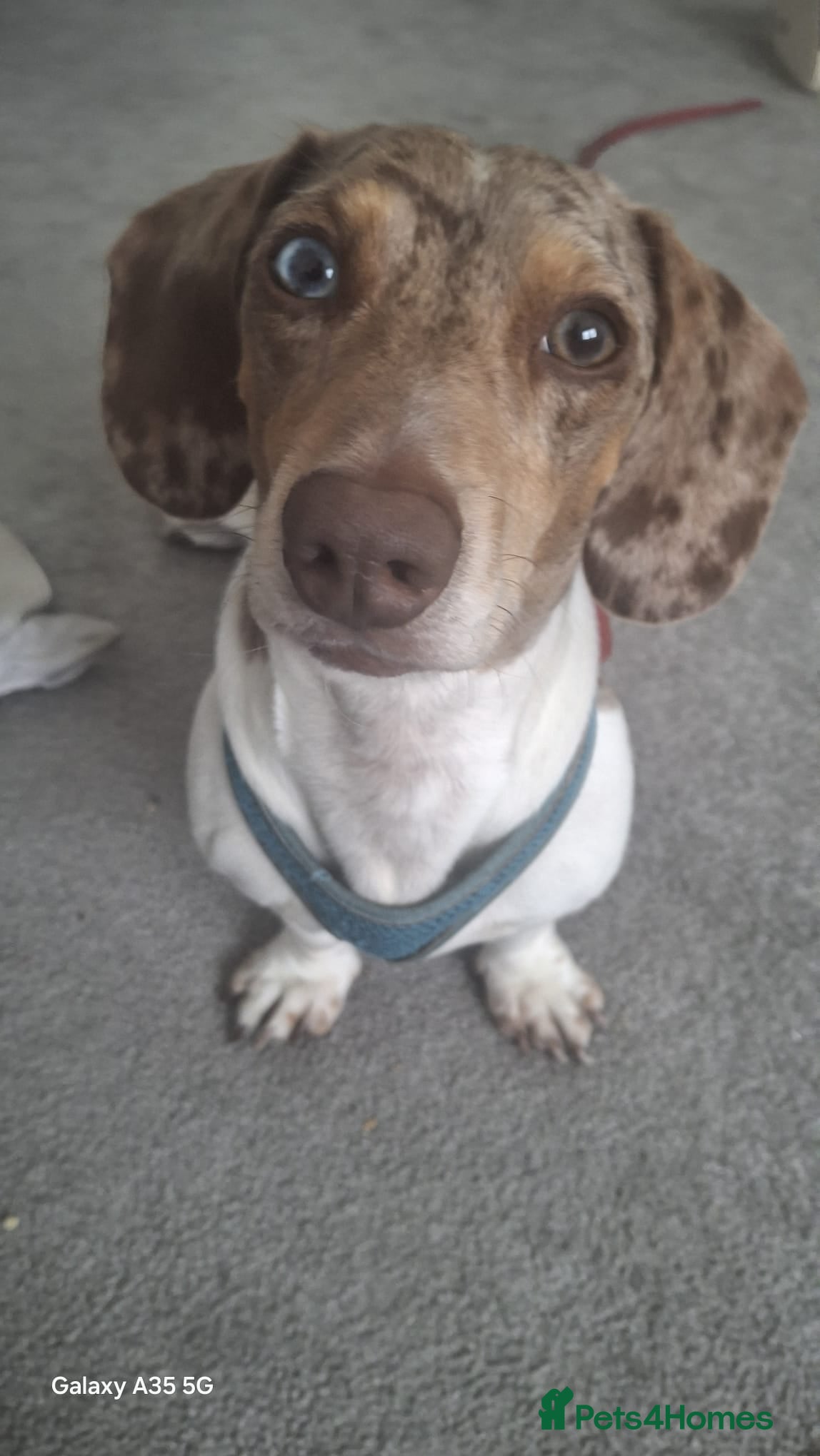 Dachshund dogs Blue eyed Merle dachshund  - Advert 1