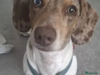 Dachshund dogs Blue eyed Merle dachshund - Advert 1