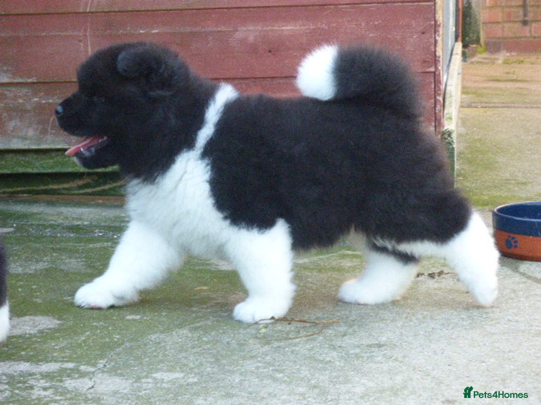 Akita dogs for sale: Quality Akita Babies (& KC Registered) - Image 16