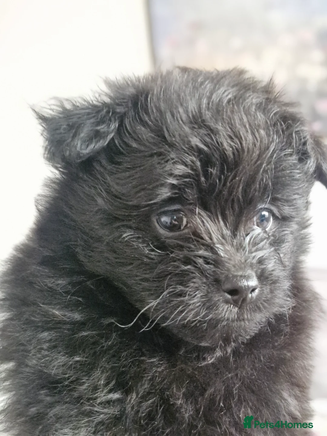 Pomapoo dogs for sale: ✨ Beautiful Pomapoo Puppies – 1,600 ✨ - Advert 34