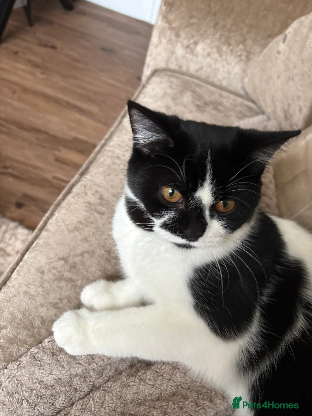 Mixed Breed cats for sale: Rehoming British shorthair x Ragdoll  - Advert 2