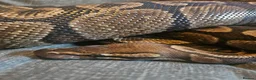 Python Snake reptiles for sale: GHI Royal Python  in Sleaford - Advert 4