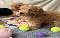 Cavapoo dogs for sale: Quality bred Cavapoo F1 - Image 22