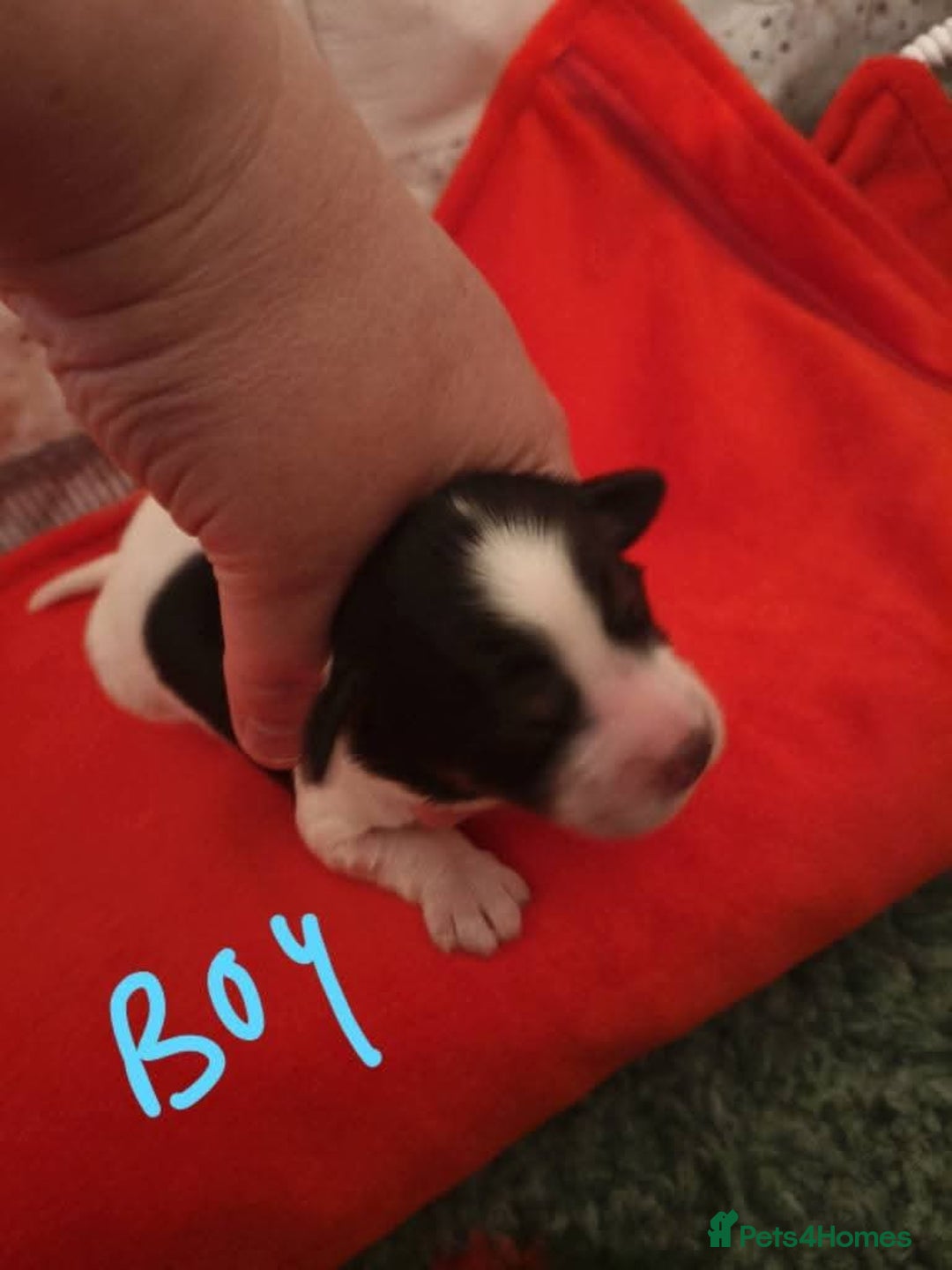 Mixed Breed dogs for sale: Gorgeous pups 🤩 ( cocker Bassett x Shichon ) - Image 6