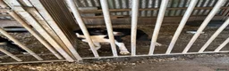 Border Collie dogs for sale: Male border collie  in Edinburgh - Advert 8