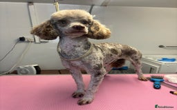 Cavapoo dogs for sale: Exceptional examples of top class cavapoo puppies  - Advert 4