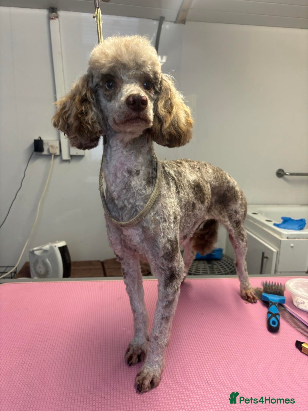 Cavapoo dogs for sale: Exceptional examples of top class cavapoo puppies  - Advert 4