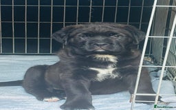 Mixed Breed dogs for sale: Central Aisian Shepard x Rottweiler - Image 14