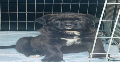 Mixed Breed dogs - Advert 13